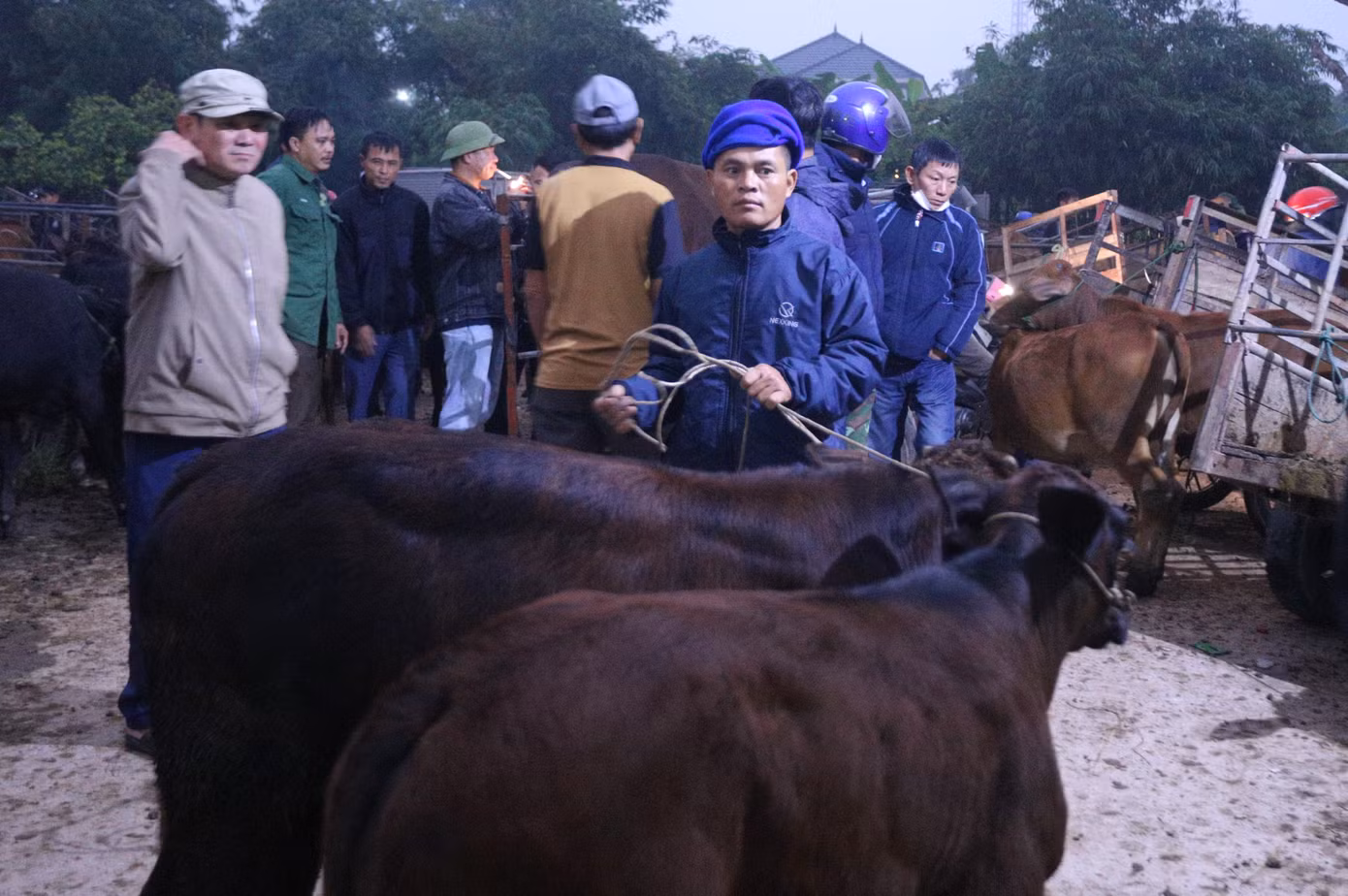 Những người đàn ông dắt trâu bò vào khu vực chợ Nhe, tìm chỗ để cột trâu bò và bắt đầu công việc mua bán.