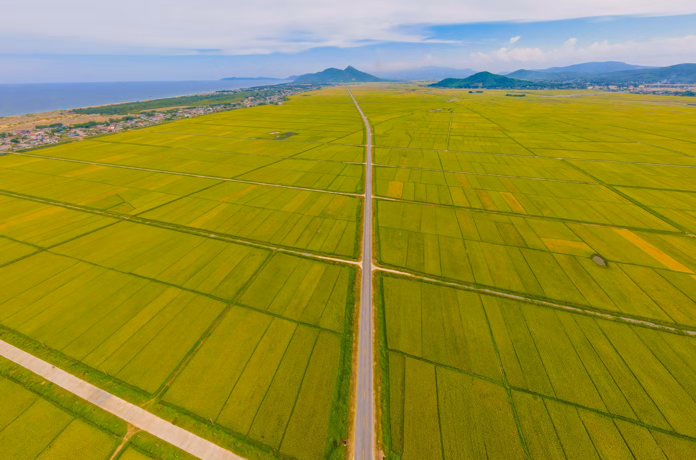 Cánh đồng rộng bạt ngàn hàng trăm héc ta đổi màu vàng óng như bức tranh tuyệt đẹp. Trong ảnh là cánh đồng lúa dọc tuyến đường ven biển huyện Kỳ Anh.