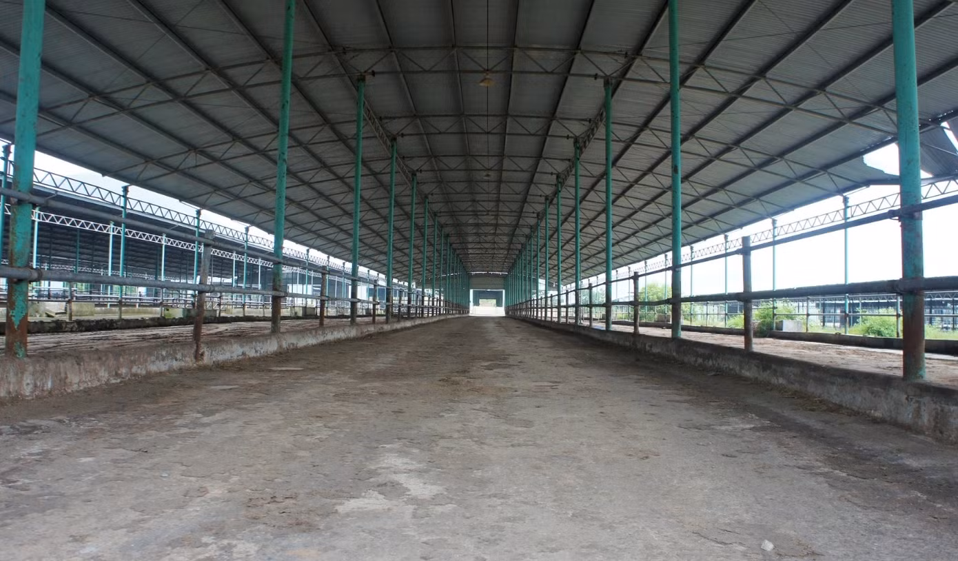 Chuồng trại trống không, không một con bò được nuôi nhốt, xuống cấp theo thời gian.
