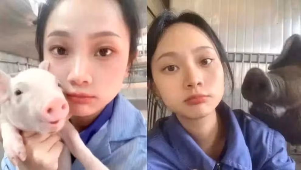 Song Song được mệnh danh là "bảo mẫu xinh đẹp của những chú lợn" trên mạng xã hội (Ảnh: Enanyang).