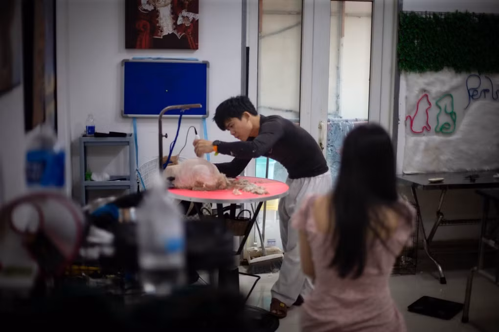 Ngoài dịch vụ chăm sóc thú cưng, khách có thể yêu cầu thêm các dịch vụ cắt lông, cắt móng, tắm,... cho thú cưng (Ảnh: V.L).