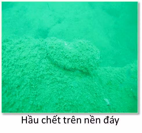 Bộ ảnh đáy biển miền Trung sau sự cố môi trường ảnh 10