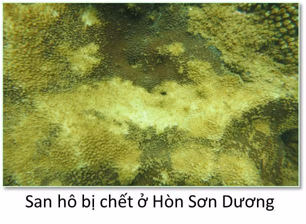 Bộ ảnh đáy biển miền Trung sau sự cố môi trường ảnh 2