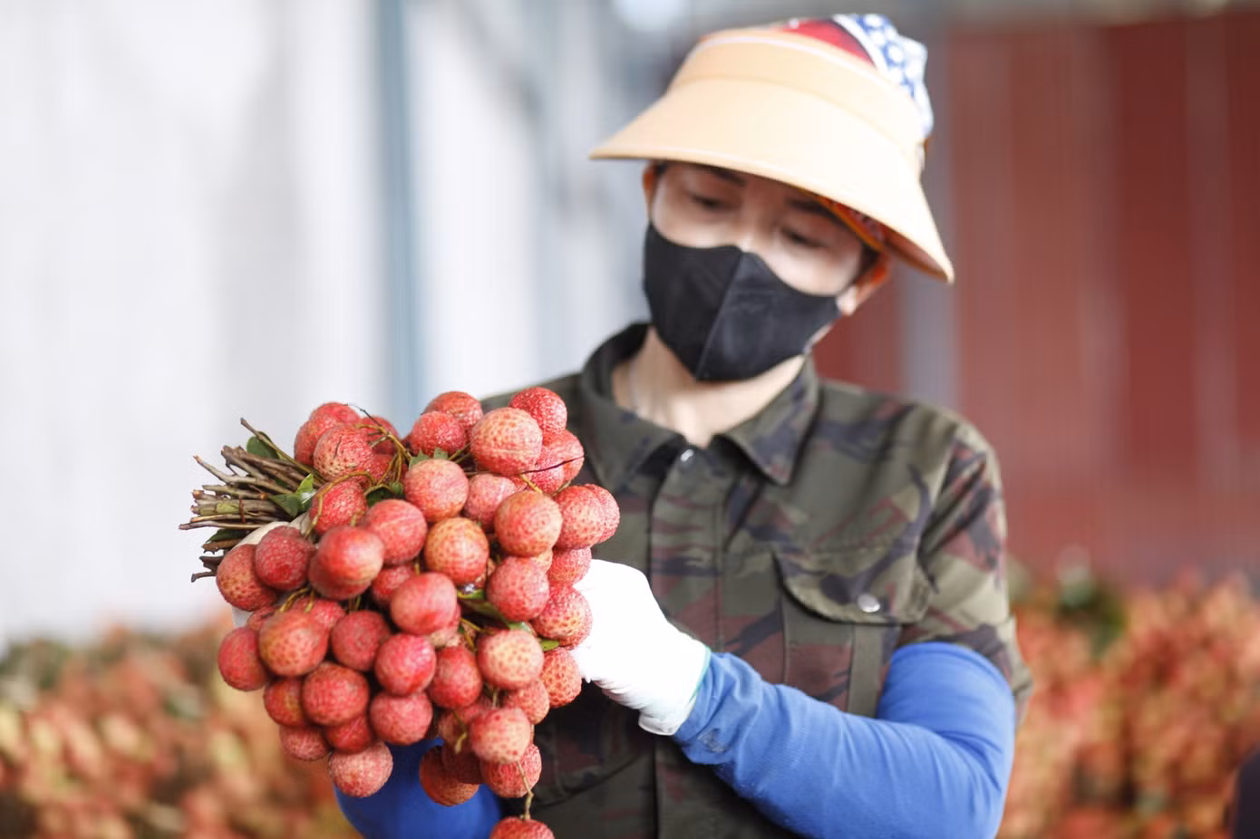 Vải thiều được phân loại, kiểm tra chất lượng để mang đi tiêu thụ.