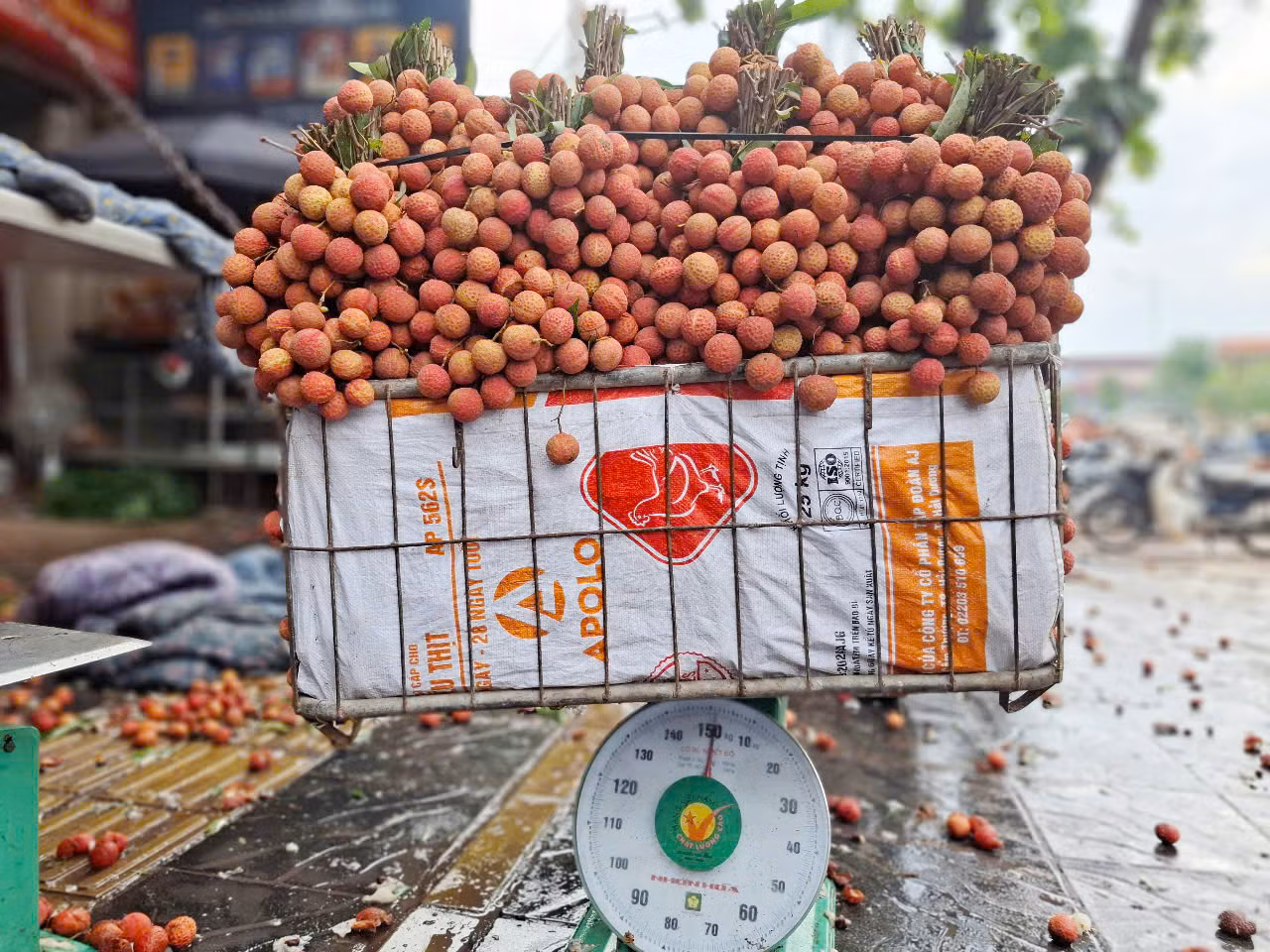 Một sọt vải thiều được cân để bán. Người trồng vải chở sọt vải thiều nặng từ hơn 100 kg đến gần 200 kg ra chợ bán.