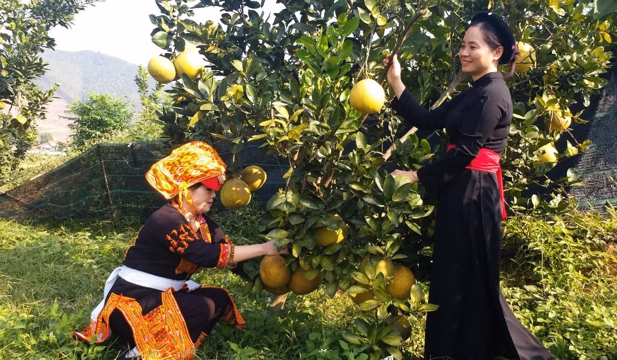 Phụ nữ đồng bào dân tộc huyện Sơn Động (Bắc Giang) giúp nhau giảm nghèo bền vững.