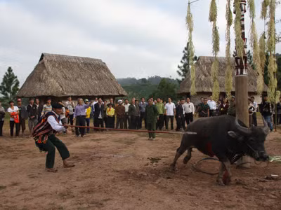 Khi không còn săn máu người, tộc Cơ tu sẽ phải săn máu bằng lễ đâm trâu. Khi không còn săn máu người, tộc Cơ tu sẽ phải săn máu bằng lễ đâm trâu