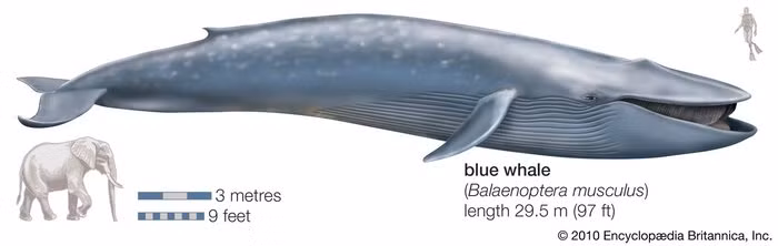 Cá voi xanh (Balaenoptera musculus) là loài động vật lớn nhất từng tồn tại trên Trái Đất. Những con cá voi xanh lớn nhất có thể dài tới 34 m, và hộp sọ của chúng chiếm gần 1/4 cơ thể. Cá voi xanh thuộc về họ Balaenopteridae, họ này bao gồm cá voi lưng gù, cá voi vây, cá voi Bryde, cá voi Sei và cá voi Minke. Balaenopteridae được tin rằng đã tách ra từ các họ khác của phân bộ Mysticeti khoảng giữa thế Oligocene (28 triệu năm trước).