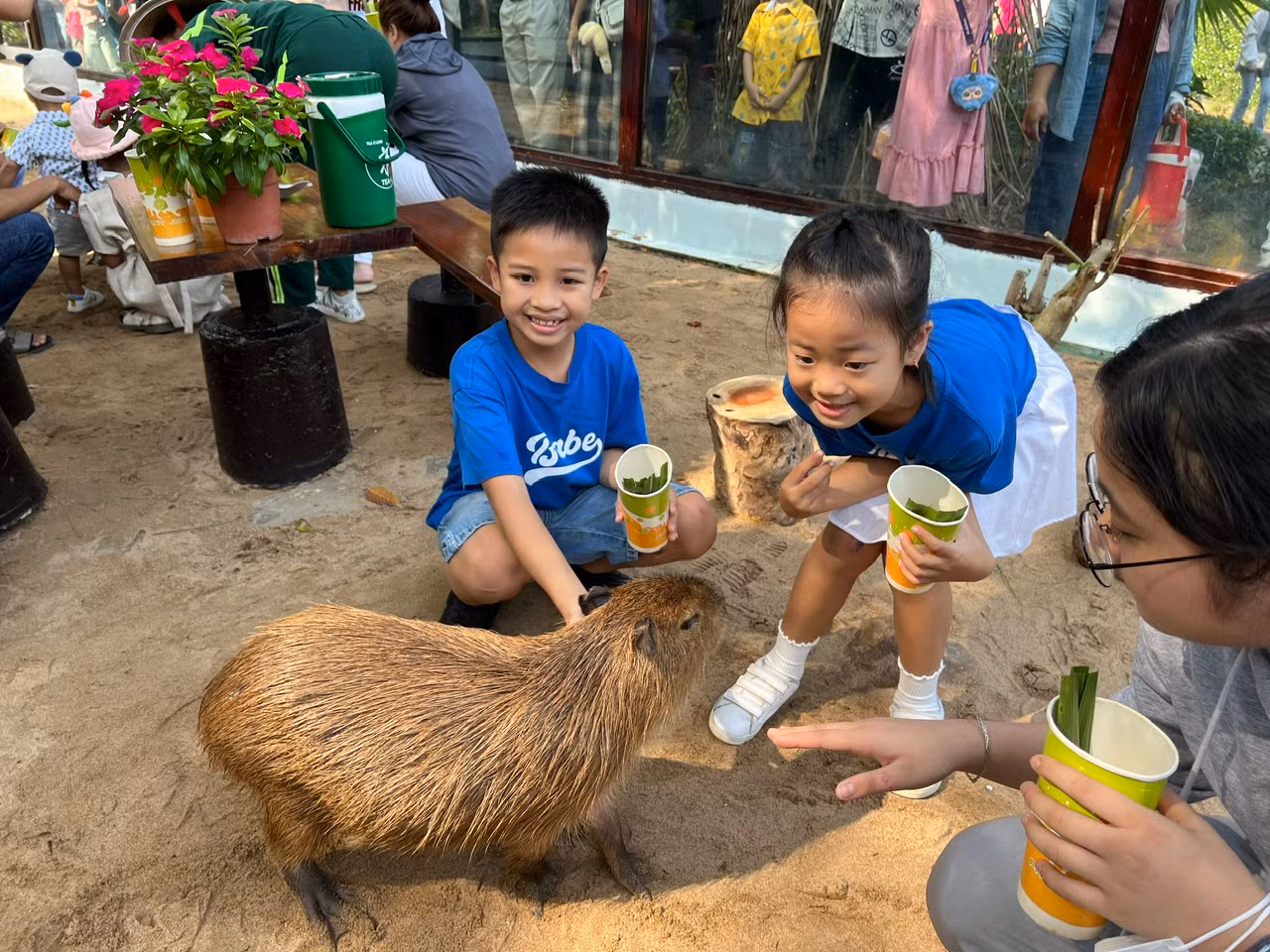 Các bạn nhỏ thích thú được vuốt ve, trực tiếp cho capybara ăn. "Con mới chỉ có capybara bằng bông thôi, đây là lần đầu tiên được ngắm em ấy ngoài đời thực. Em rất dễ thương và thân thiện" - bé Thiên An (8 tuổi) vui mừng nói.