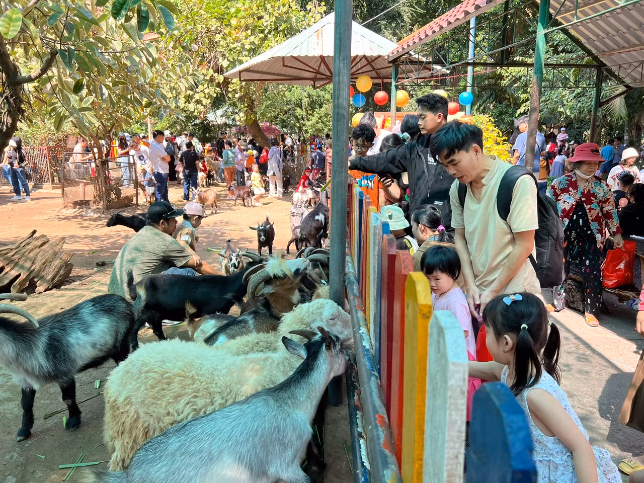 Khu vực nuôi thú nhỏ như dê, cừu... luôn nhộn nhịp. Du khách được tạo điều kiện vào bên trong cho thú ăn, chụp ảnh...