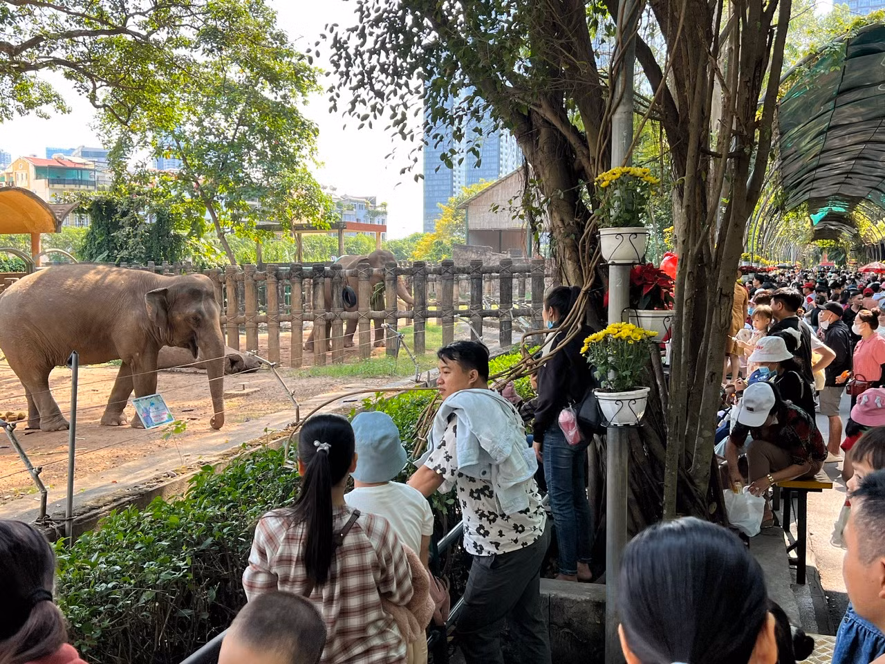 Khu vực nuôi voi cũng tấp nập khách.