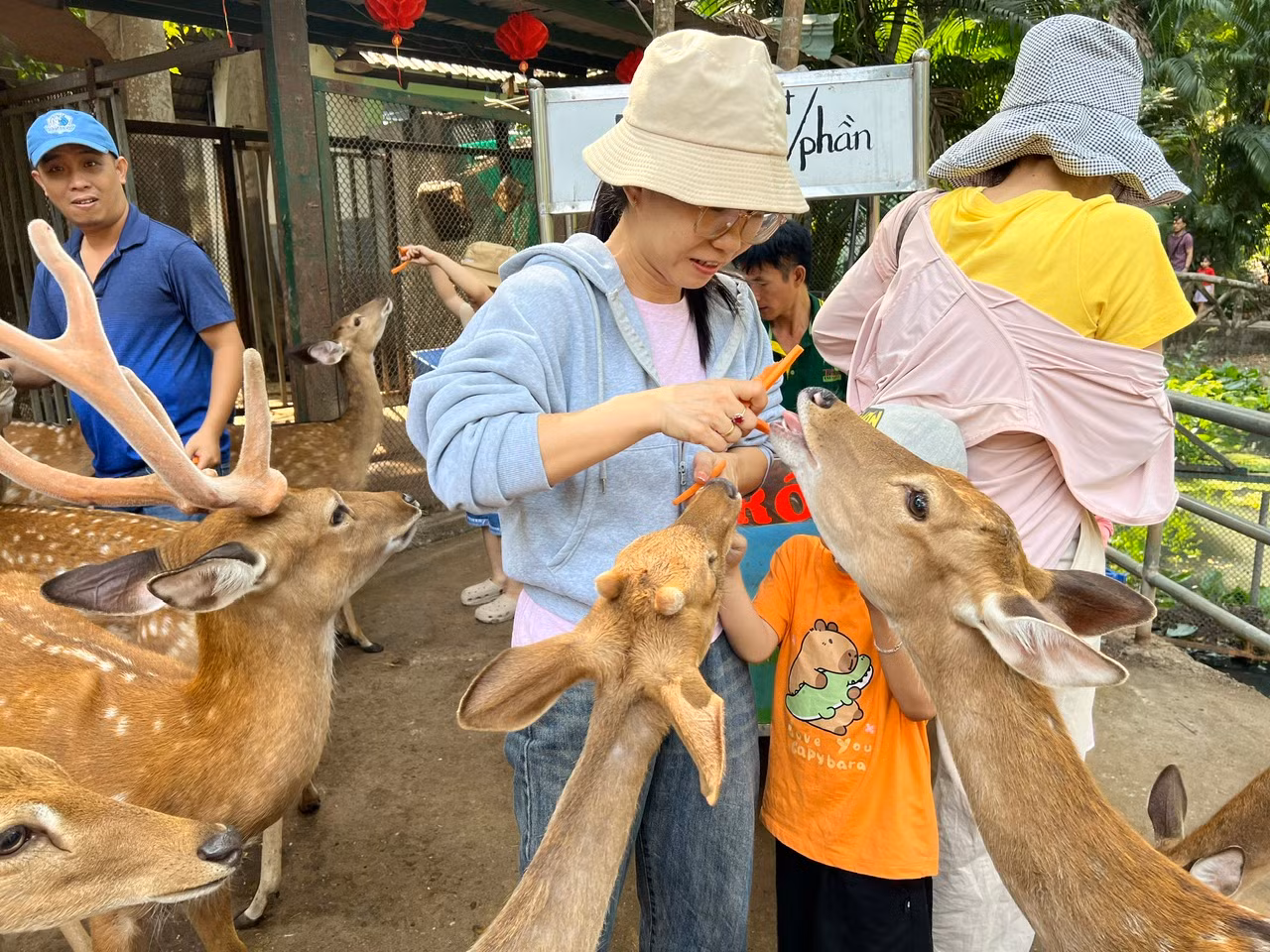 Các bé nai đã quen thuộc với du khách nên rất thân thiện.