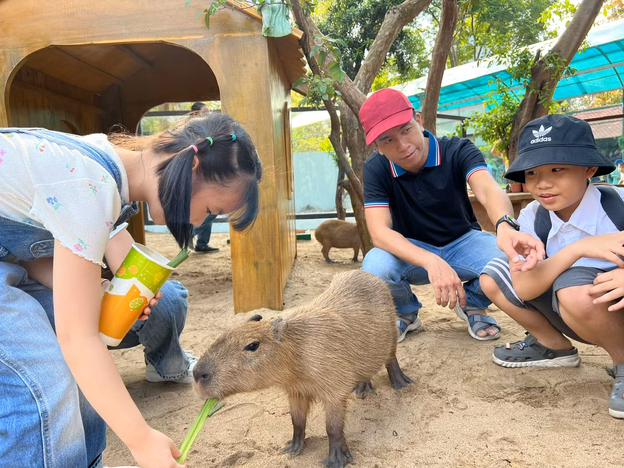 Capybara là loài gặm nhấm lớn nhất trên thế giới, có hình dáng giống thỏ, cơ thể tròn và được mệnh danh là "bộ trưởng bộ ngoại giao" bởi có thể làm bạn với bất kỳ loại động vật nào. Loài chuột này cũng được yêu thích bởi dễ gần với con người.