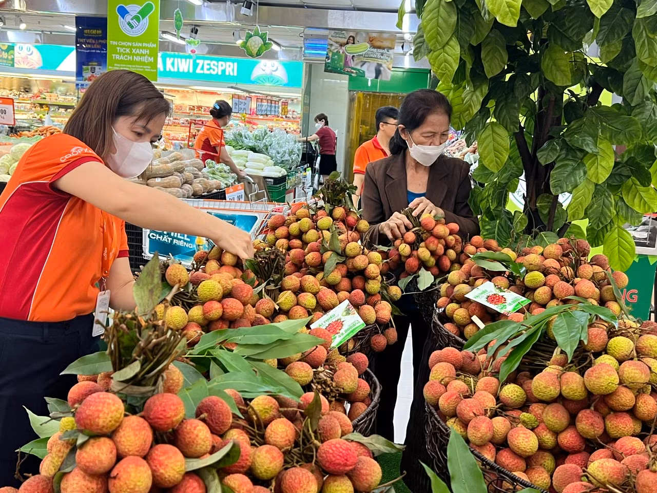Vài ngày gần đây, tại nhiều hệ thống siêu thị lớn ở TPHCM, vải thiều Bắc Giang được nhập về nhiều và thu hút sự quan tâm của người tiêu dùng. Những chùm vải thiều tươi ngon, quả căng to, mọng nước tỏa hương thơm ngát. "Hôm nay đi siêu thị, tôi mới thấy được những quả vải tươi ngon mơn mởn. Vải đang vào vụ nên có vị ngọt thanh chứ không chua lẫn vị chát" - bà Tâm (ngụ quận Bình Thạnh) cho biết.