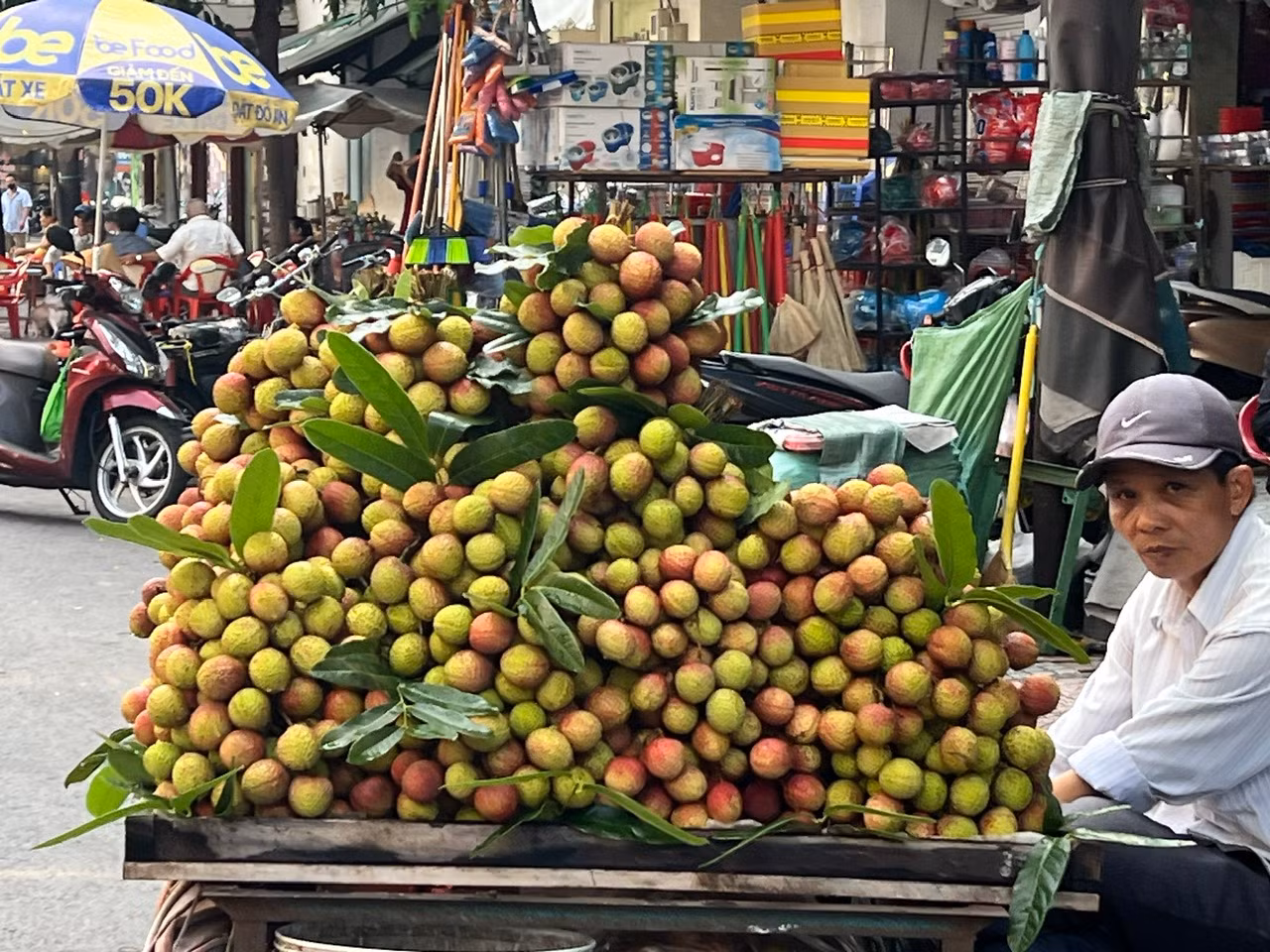 Vải thiều còn xanh, hơi ửng hồng được khách mua nhiều để cúng, chưng bàn thờ, sau 2 - 3 ngày, vải chín đỏ vừa ăn.