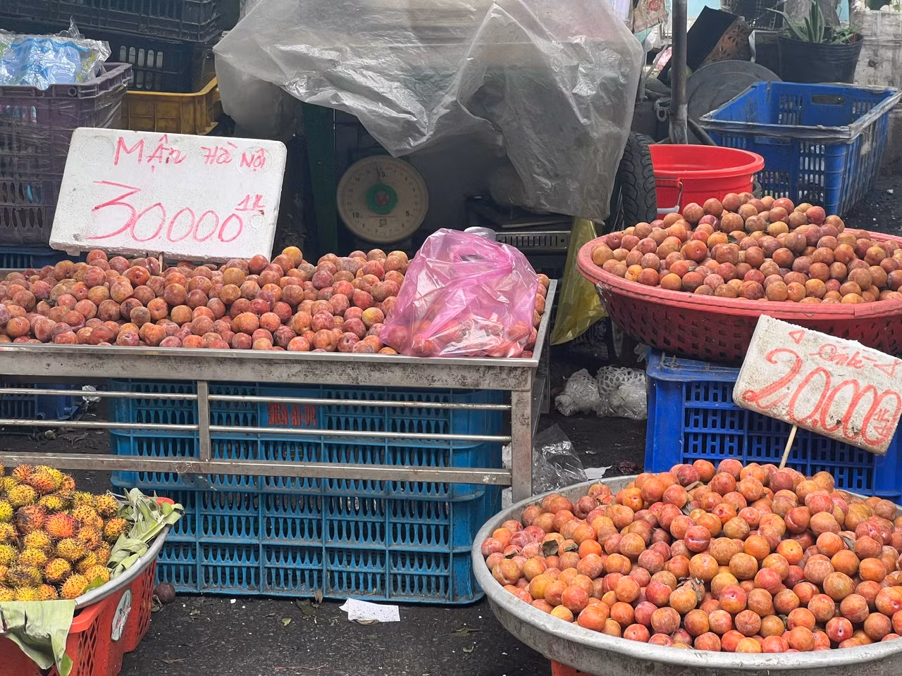 Tại các chợ truyền thống và nhiều tuyến đường ở TPHCM, mận hậu bán đầy các quầy sạp, giá chỉ 20.000 đồng/kg. Mận hậu đang vào mùa nên quả to, ngọt chứ không còn vị chua chát như hồi đầu mùa, đặc biệt giá rất rẻ