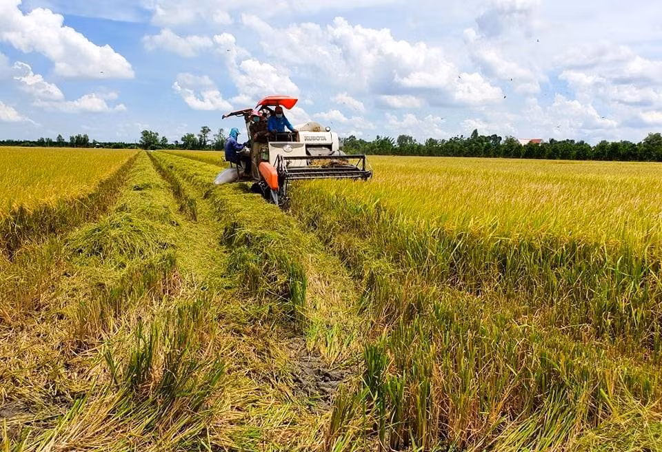 Mô hình “Cánh đồng lớn” ở Đồng bằng sông Cửu Long bộc lộ những bất cập nhất định trong thực tế triển khai. ẢNH : CẢNH KỲ