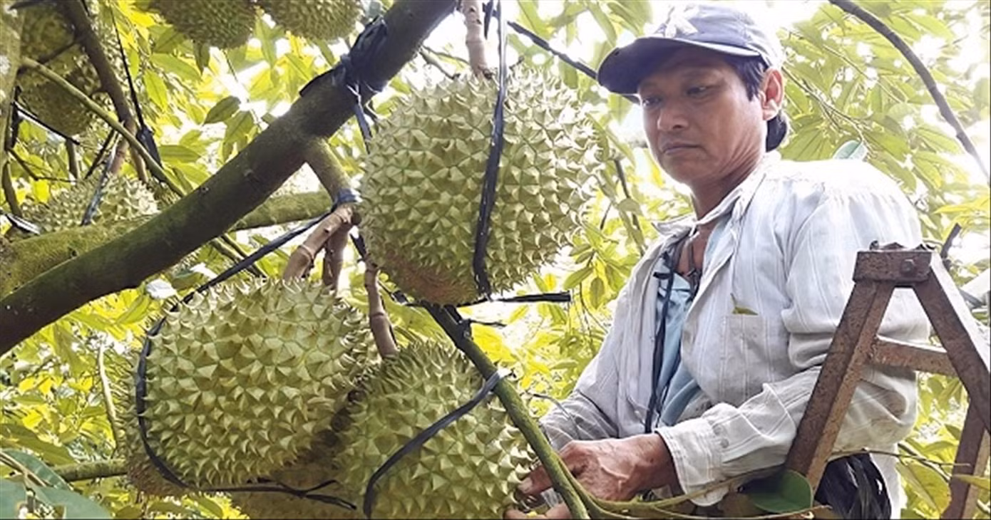 Việc chính thức được xuất khẩu chính ngạch sang Trung Quốc mở ra cơ hội lớn cho sầu riêng Việt Việc chính thức được xuất khẩu chính ngạch sang Trung Quốc mở ra cơ hội lớn cho sầu riêng Việt