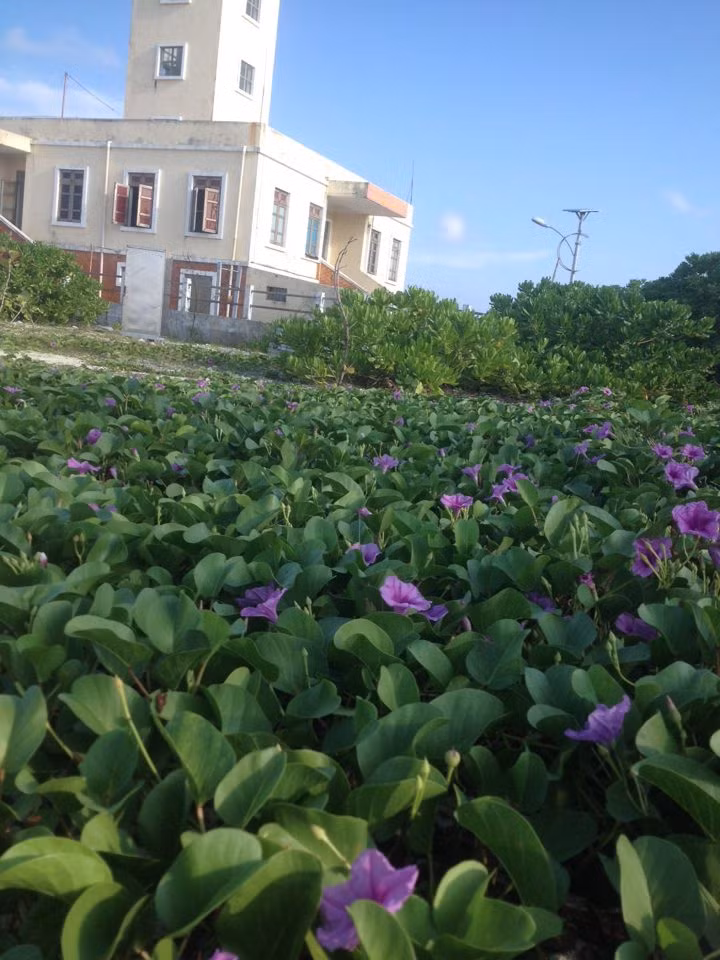 Muôn sắc hoa ở Trường Sa ảnh 2