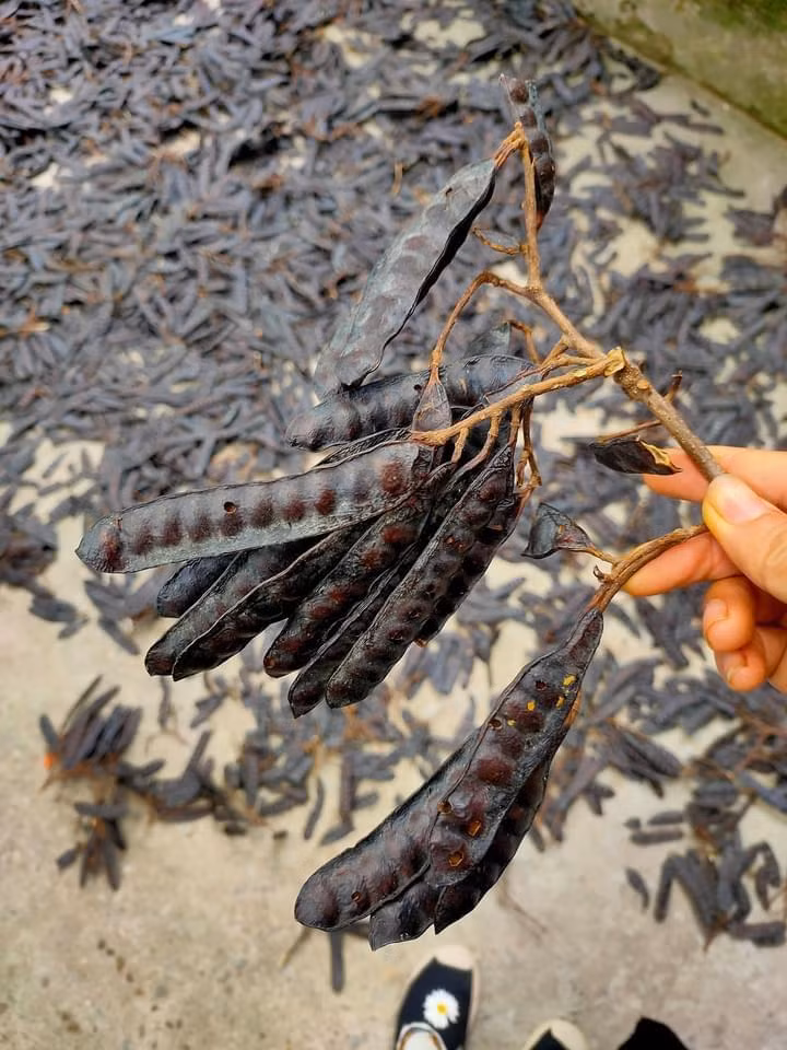 Ảnh: Lạc Hoa