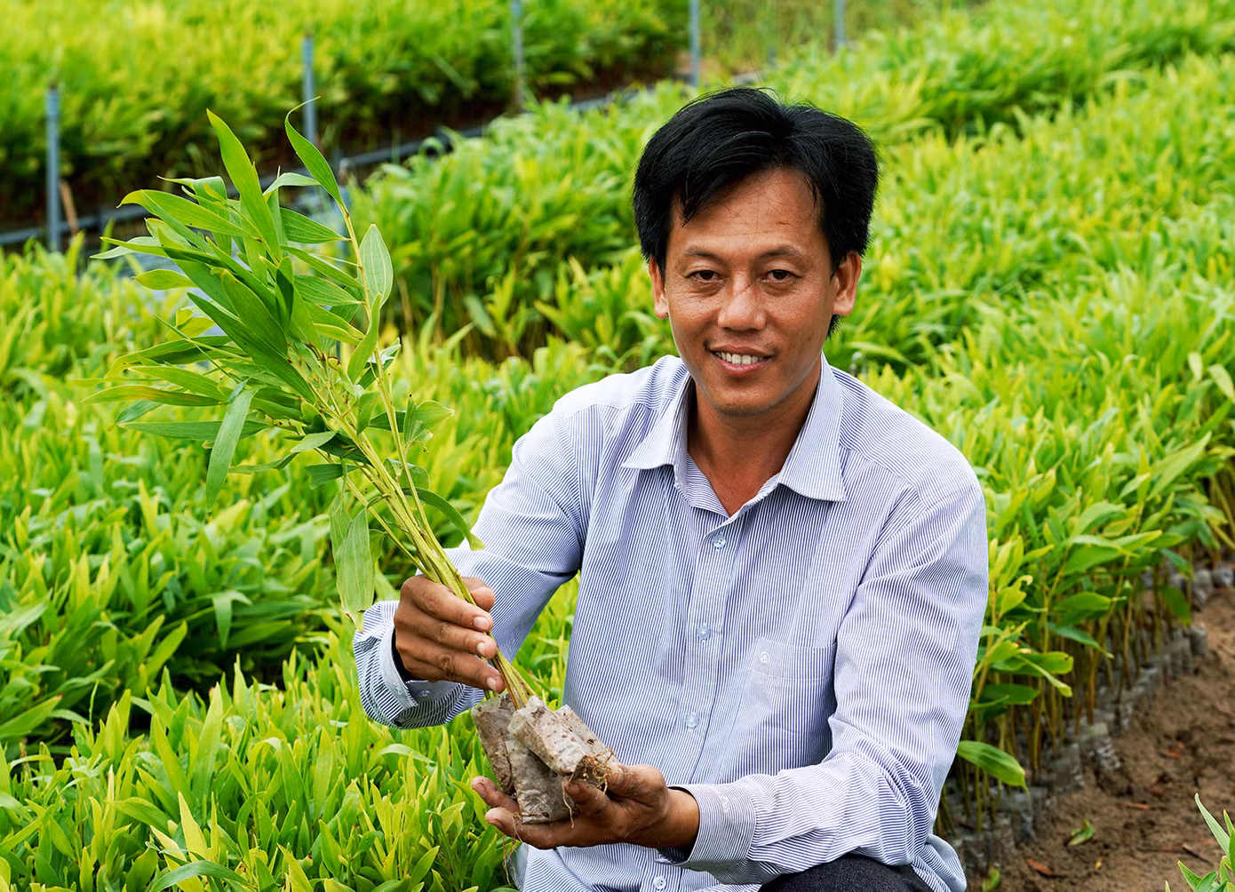 Mỗi năm, vợ chồng anh Nguyễn xuất bán khoảng 1 triệu cây giống keo lai, thu lợi nhuận hơn 1 tỉ đồng/năm.