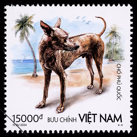 Chó Phú Quốc được nuôi phục vụ việc trông nhà, săn bắt cá.
