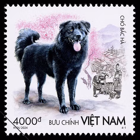 Chó Bắc Hà có kích cỡ trung bình sống ở những nơi có địa hình đồi núi, không gian rộng.