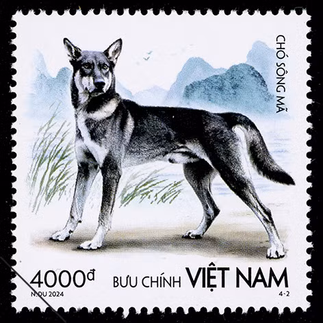 Chó Sông Mã là dòng chó săn bản địa của Việt Nam.