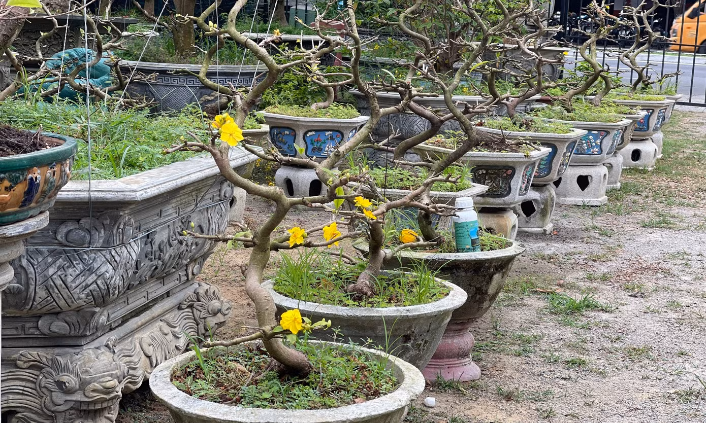 Hoa mai được giữ lại không cần lặt như lá. Ảnh: Bảo Trân