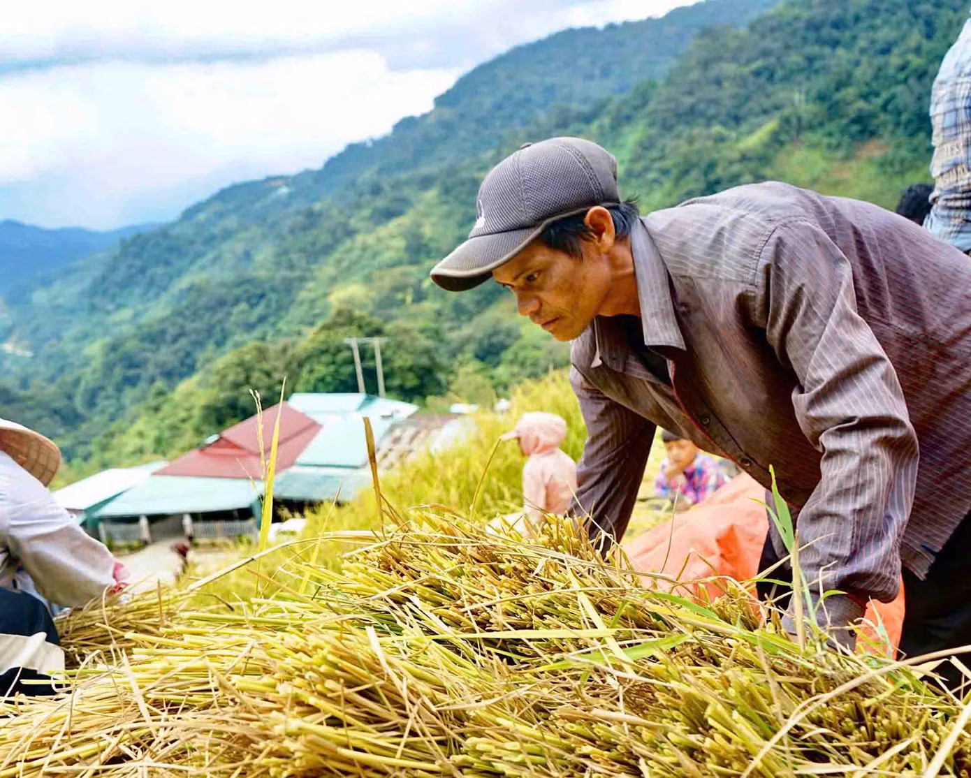 “Năm nay ruộng nhà mình cũng như bà con lúa tốt và được mùa, bà con nơi đây thấy rất là vui và phấn khởi, không phải lo thiếu lúa do mất mùa như năm trước”, ông Hồ Văn Dem cho biết.