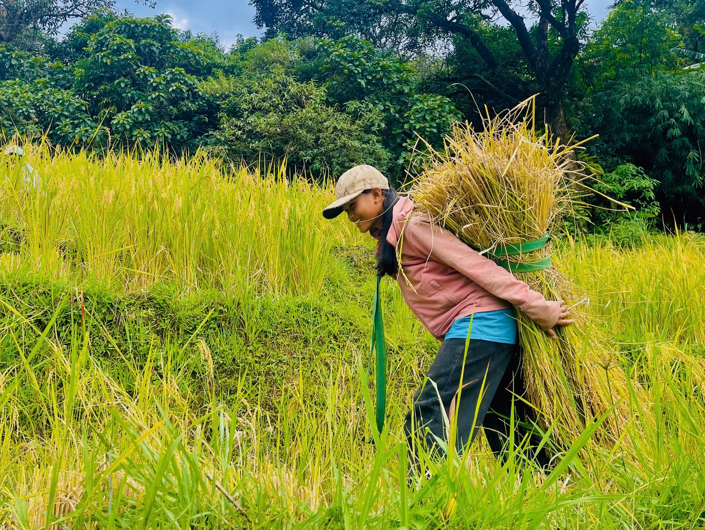 Các em nhỏ với đôi chân thoăn thoắt cõng lúa băng qua những thửa ruộng bậc thang như đã quen với công việc này từ lâu.