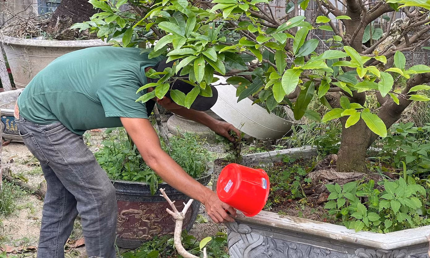 Quá trình dưỡng cây mai tại vườn trung bình sẽ cách nhau 15 ngày. Người nông dân sẽ giữ lại hoa và thường xuyên lặt lá với tưới nước bón phân để dưỡng cây. Ảnh: Tưới kích rễ và nhổ cỏ, tạo không gian thoáng để gốc nhận nắng giúp tránh nấm mốc gây hại. Ảnh: Bảo Trân