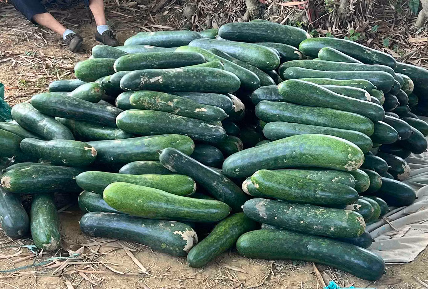 Đúng vào thời điểm vụ mùa, thời tiết thuận lợi nên bí đao đạt năng suất cao với số lượng rất lớn, nhưng do không thể tiêu thụ kịp nên bị rớt giá thê thảm, chỉ còn từ 1.300 - 2.500 đồng/kg. Trong khi các vụ trước, do ít người trồng nên bí đao có giá từ 8.000 - 9.000 đồng/kg.