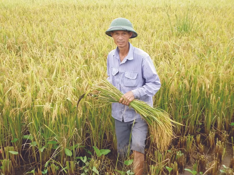 Nông dân sản xuất lúa sẽ được Chính phủ hỗ trợ tiền hàng năm