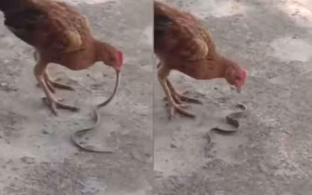 Hổ mang bò vào nhà dọa người, thê thảm với gà đói ảnh 1