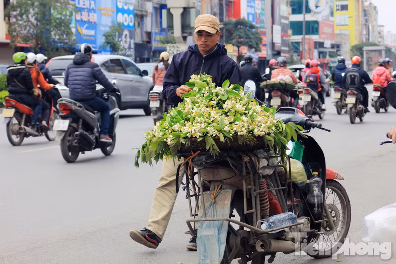 Xốn xang dạo ‘phố hoa bưởi’ giữa Thủ đô ảnh 4