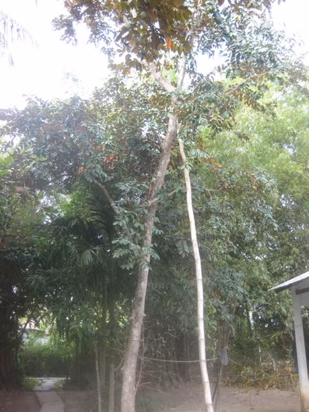 Thoát chết kỳ diệu dù rơi từ cây cao 11m xuống đất ảnh 1