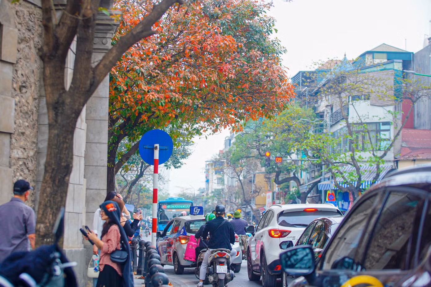 Thời gian lộc vừng thay lá vào khoảng tháng 3, lá sẽ ngả vàng rất nhanh, chỉ trong khoảng từ 2-3 ngày.
