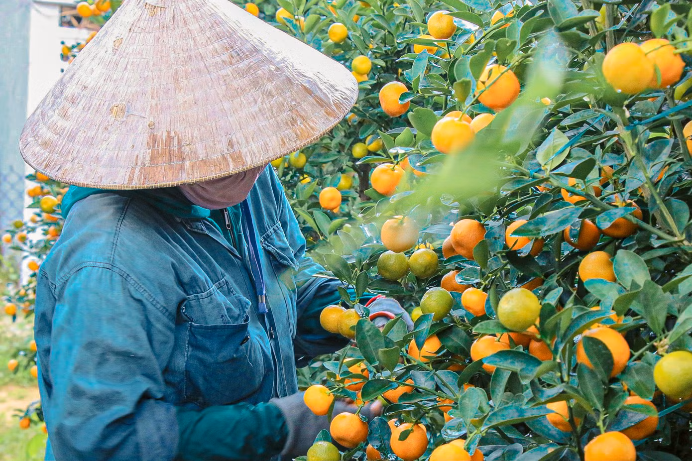 Công việc cắt tỉa cành được các nhà vườn tỷ mẩn thực hiện kỹ càng để vừa giữ được dáng cây, giúp cây có lá xanh tốt, quả vàng đều, sai quả, thể hiện sự trù phú, hứa hẹn năm mới được mùa, ăn nên làm ra, dồi dào sức khỏe.