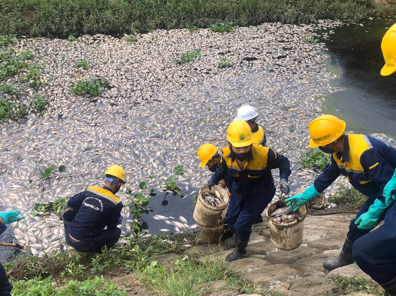 Ông Hà Văn Thành, Giám đốc Công ty Thoát nước và Xử lý nước thải Đà Nẵng cho biết, công ty đang phối hợp với quận và các đơn vị liên quan để đi kiểm tra kênh tìm hiểu nguyên nhân cá chết. Đồng thời, đã điều động nhiều nhân viên tích cực vớt, cố gắng làm xong trong ngày hôm nay tránh gây ảnh hưởng cho người dân.