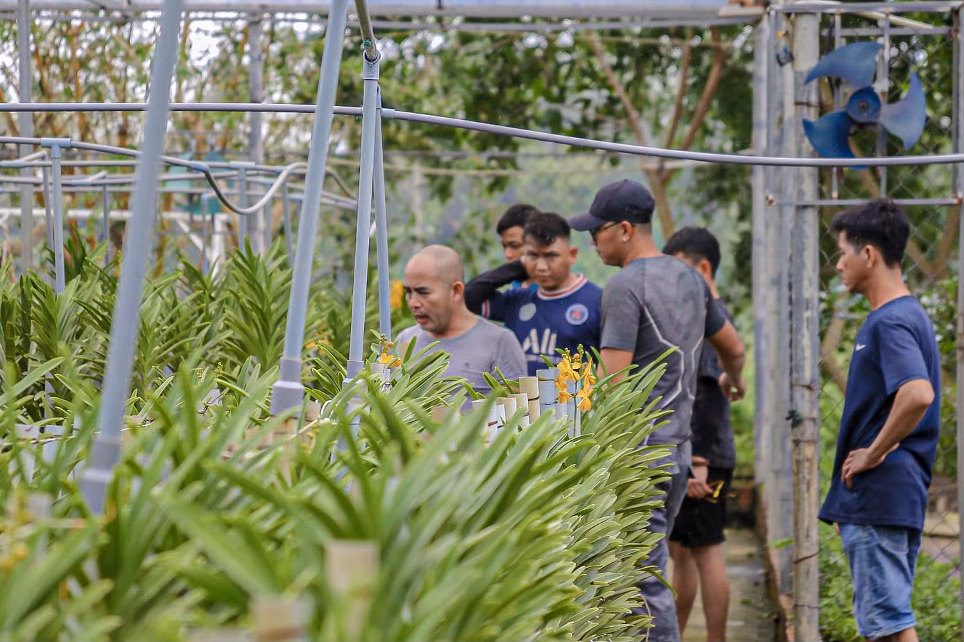 Những ngày này, nhân viên tại các vườn hoa lan ở Hòa Châu đang chăm chút từng công đoạn, từ khâu xử lý, điều chỉnh về nhiệt độ đến chăm sóc được nhân viên tại trang trại xử lý kĩ càng để đảm bảo hoa nở đúng vụ, lên màu đẹp, dáng cây cứng cáp hơn.