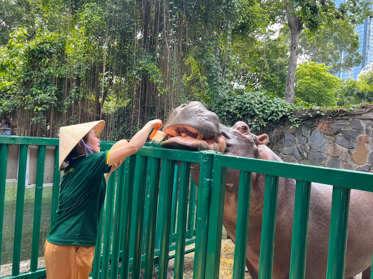 Như thành thói quen, khi nhân viên cầm bàn chải gõ nhẹ vào thanh sắt là chú hà mã liền đi tới, ngoan ngoãn há miệng để được chải răng.