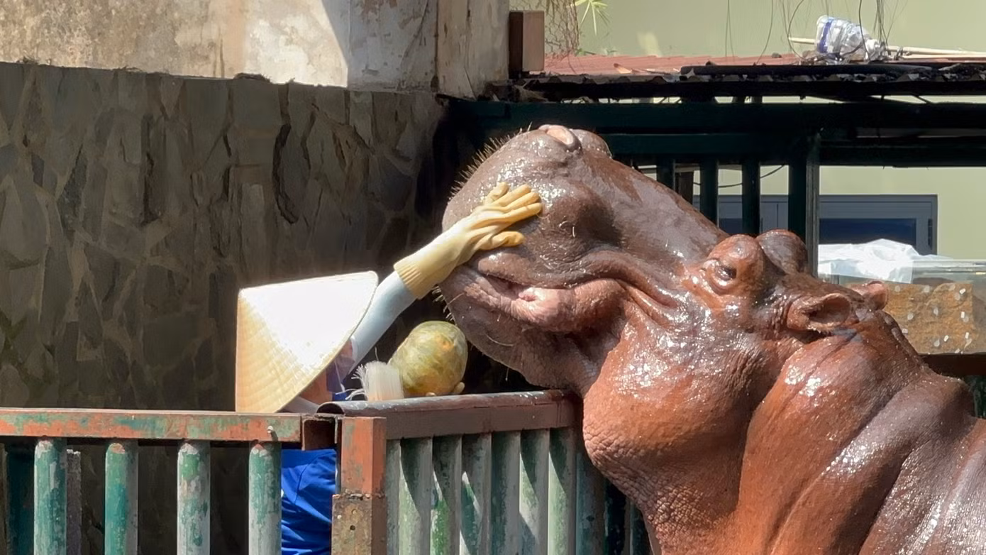 Bất ngờ nhất là du khách còn được thấy hà mã được chăm sóc răng miệng. Những chú hà mã to lớn lại như "em bé" khi được nhân viên Thảo Cầm Viên vuốt ve, đánh răng trước khi cho ăn.