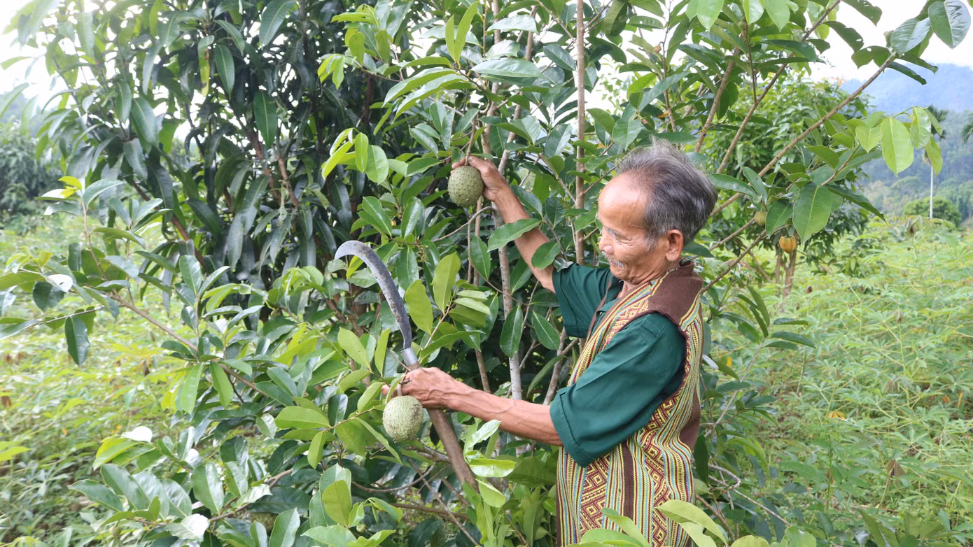 Mùa sai quả - bố Yến thu về lượng trái cây bán nhiều, tăng thu nhập kinh tế.
