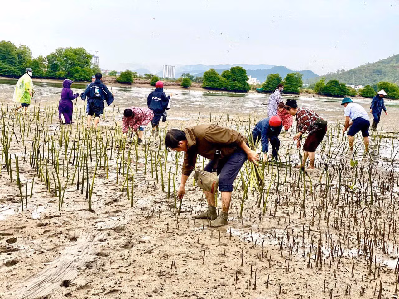 Khánh Hòa tổ chức ra quân trồng 10.000 cây đước tại lưu vực sông Tắc (xã Phước Đồng, TP Nha Trang) hồi tháng 6 năm nay. Ảnh: N.H.