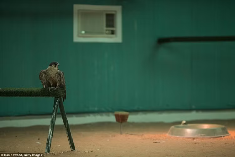 Tận thấy bệnh viện đại bàng lớn nhất thế giới ảnh 8