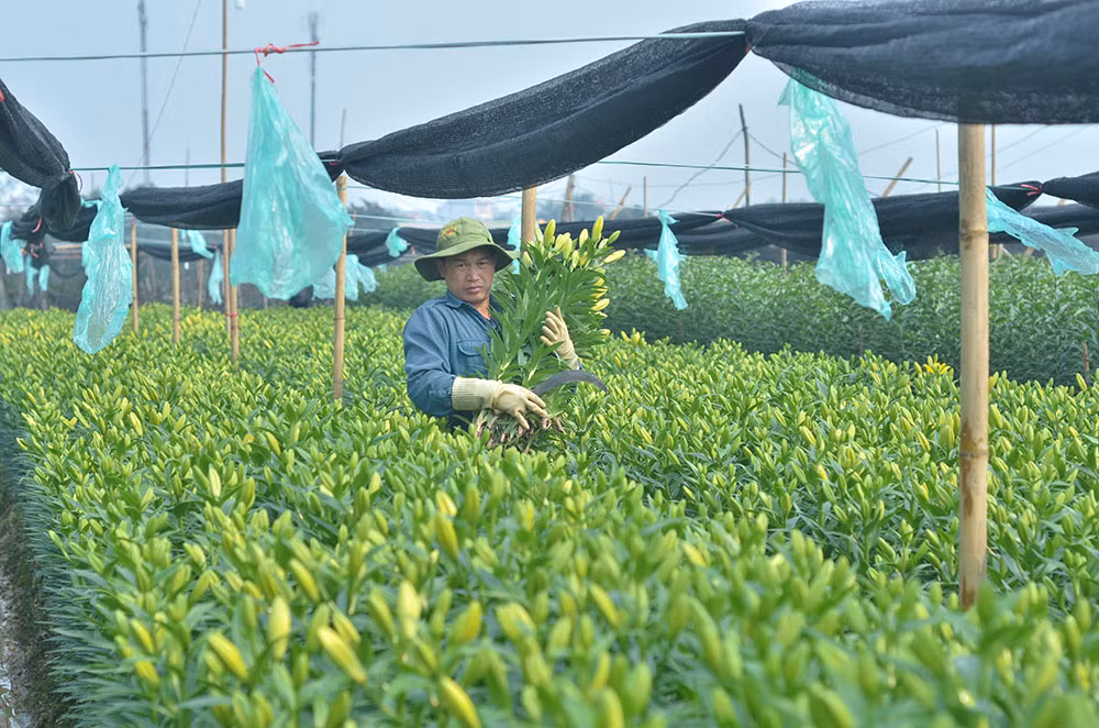 Làng hoa Tây Tựu hối hả 'bung hàng' Tết ảnh 1