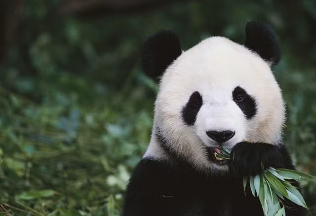  Nghề ôm gấu trúc kiếm mỗi tháng gần 60 triệu đồng ảnh 2