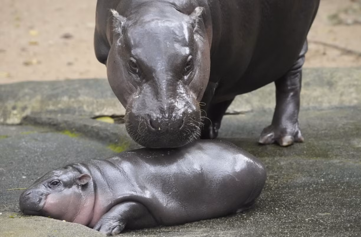 Con hà mã con Moo Deng sống cùng mẹ Jona. (Ảnh: AP)