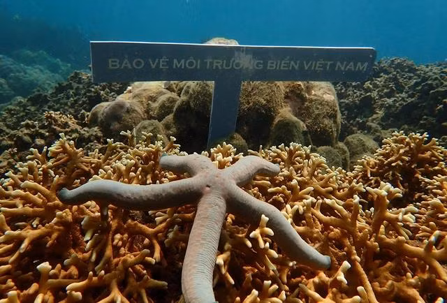 Thời gian tới, sẽ đầu tư nuôi cấy san hô, trồng cỏ biển, rừng ngập mặn nhằm tái tạo, phục hồi hệ sinh thái biển, tạo môi trường sống cho các loài thuỷ sản sinh.